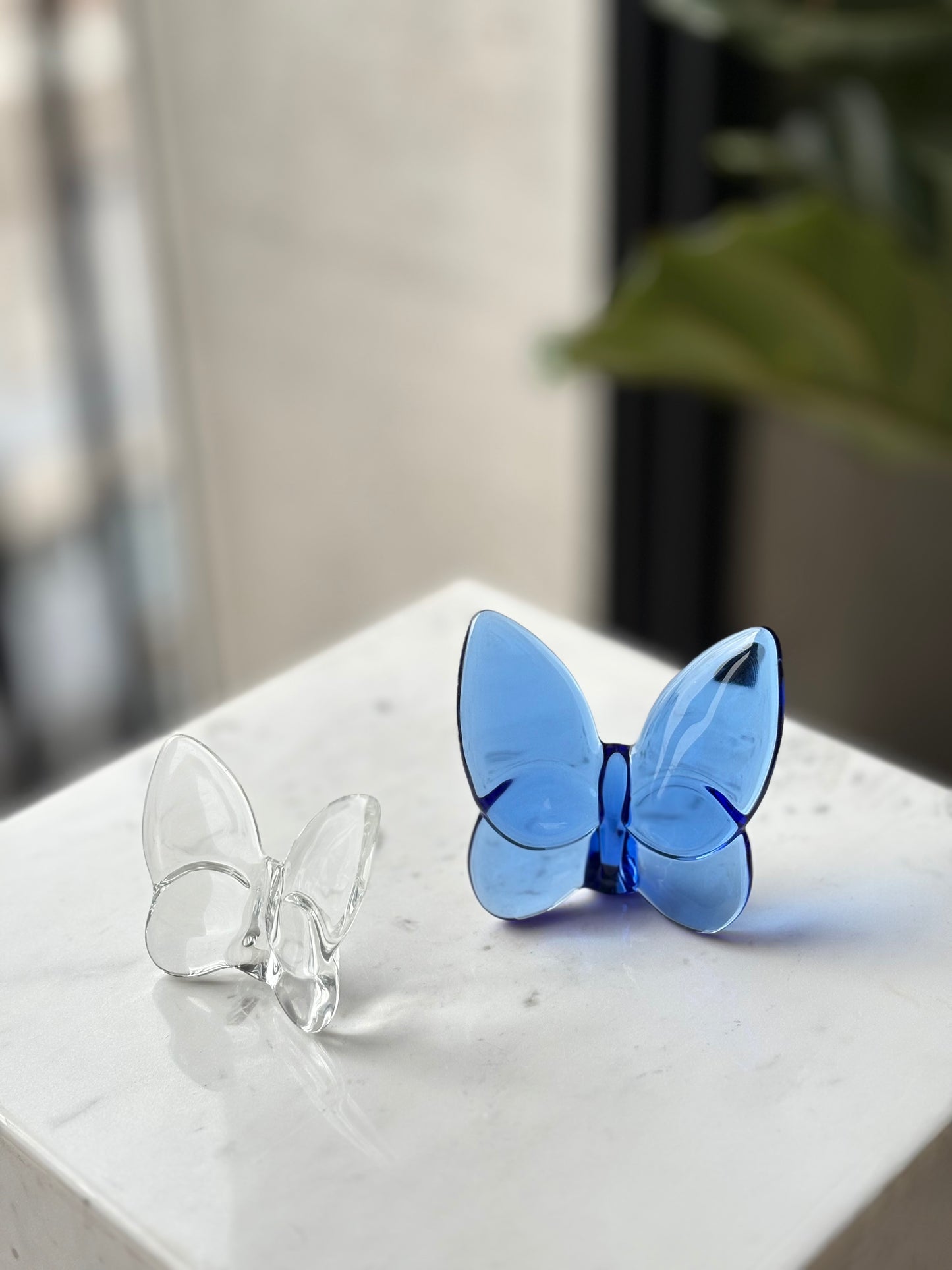 Mariposa Lucien Large