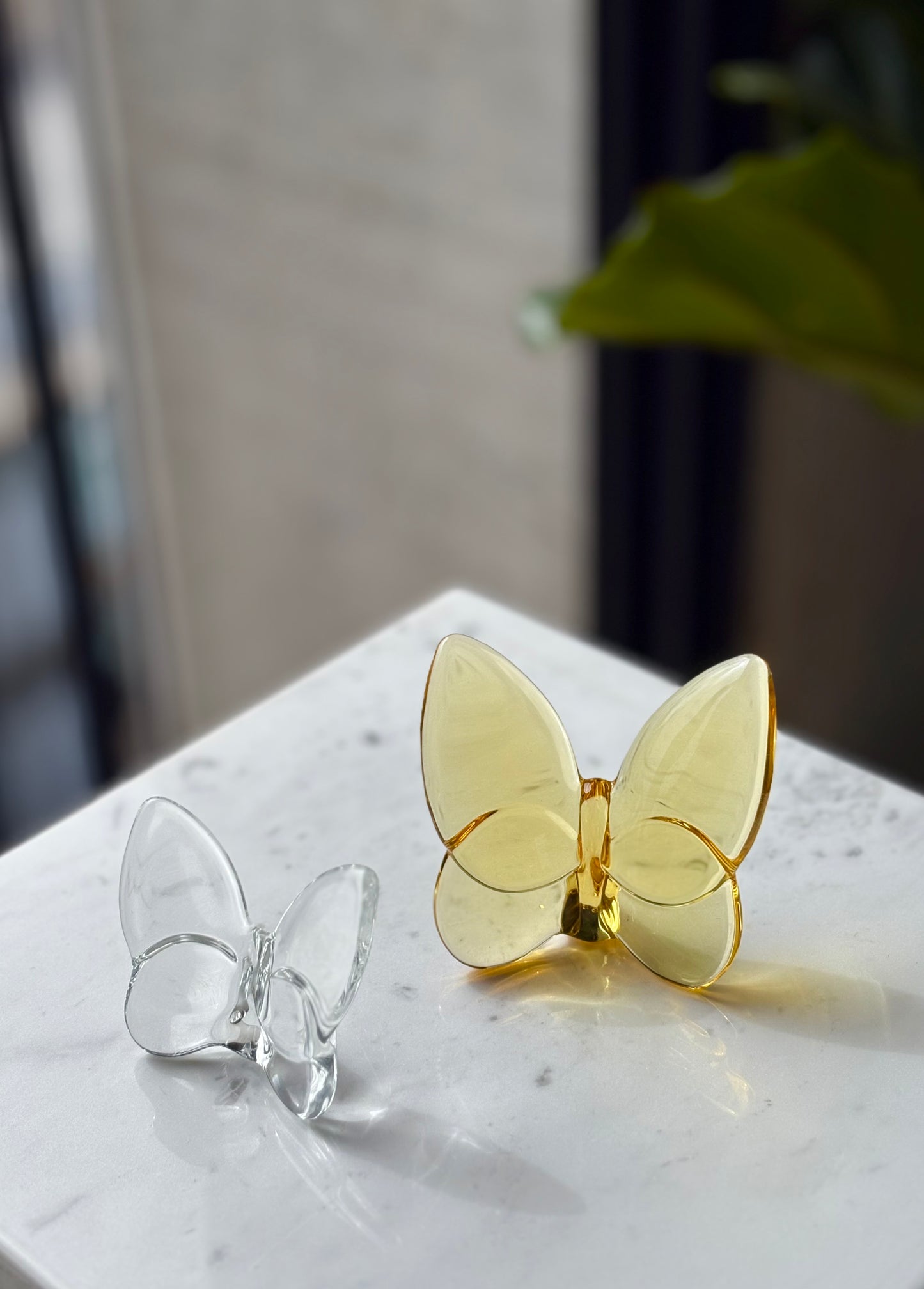 Mariposa Lucien Large