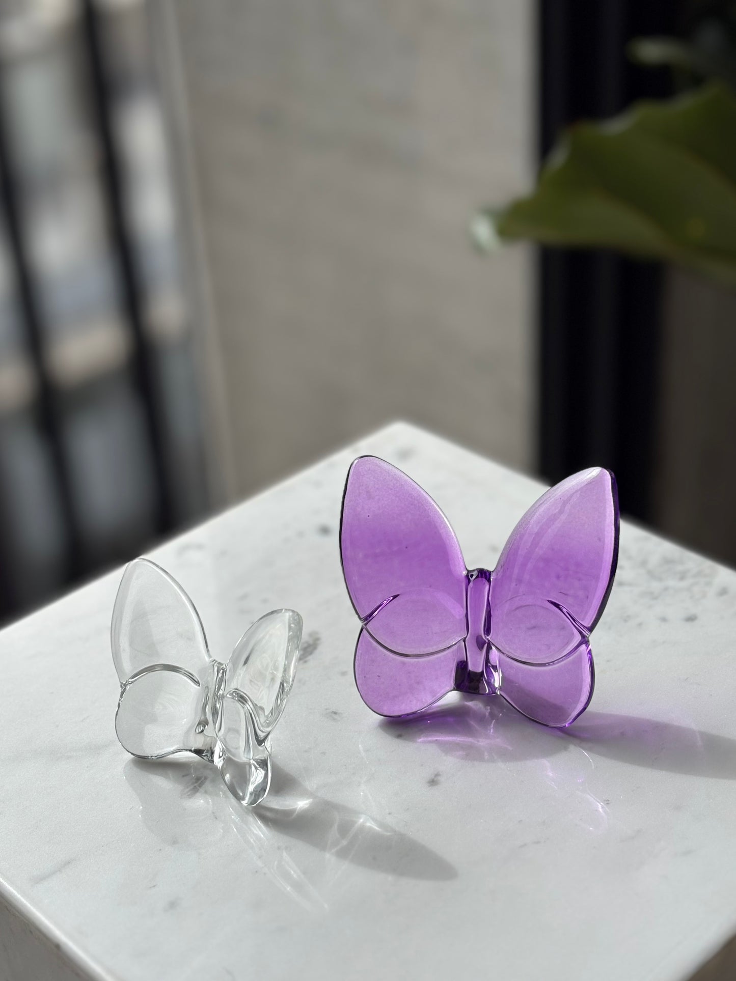Mariposa Lucien Large