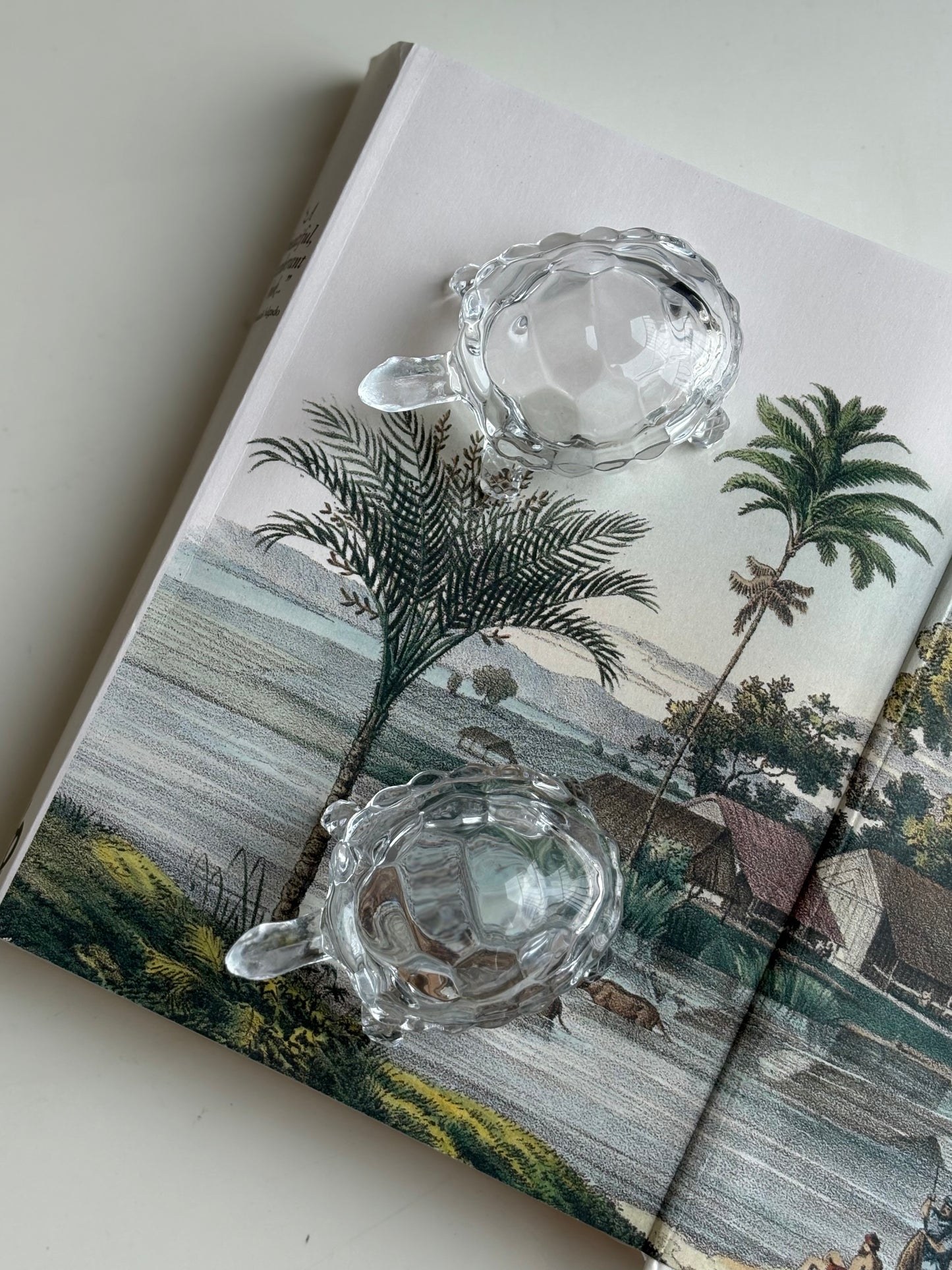Glass Tortoise